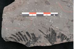 Foto (Detailansicht) von Equisetum ungeri Ettingshausen (NHMW-GEO-2024-0188-10619)